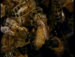 MCU queen and worker honey bees Stock Footage