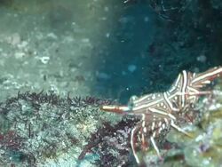 CU Shot of Camel shrimp standing and crawling on rock covering with seaweed / Matola, Maputo, Mozambique Stock Footage