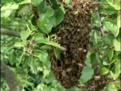 MCU Honey Bees (Apis mellifera) swarming on tree branch, England Stock Footage