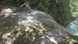 HD: Discovering The Forest Stock Footage