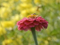 Cosmos flower Stock Footage