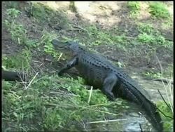 Alligator crawling around swamp then up bank, disappearing into grass, Brazos Bend State Park, Texas, USA Stock Footage