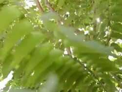 crane shot of tree.Full HD video Stock Footage