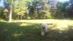 Lively bichon frise running in park Stock Footage