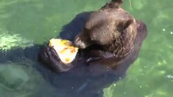 Raw: Rome Zoo Animals Cool Off With Ice Treats News Clip