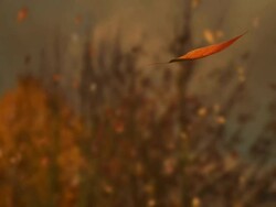 Leaves Falling Landscape Stock Footage