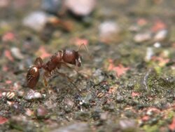 Ant Stock Footage