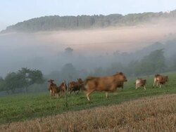 WS Herds of cows grazing at dawn / KÃƒÂ¼mmern, Saargau, Rhineland-Palatinate, Germany Stock Footage