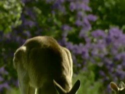Medium Close Up tilt-down - A kangaroo looks around and eats grass / Australia Stock Footage