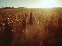 POV combine harvesting corn in a large field, sun rays create flares and debris flies. Stock Footage