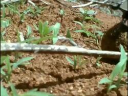 Dung Beetle (superfamily Scarabaeoidea) rolling dung and falling over Stock Footage