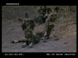 Wild dog, Lycaon picta, pups heads turning in unison, MS, Botswana Stock Footage