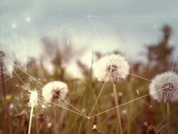 Digital abstract nature complexity concept with dandelions Stock Footage