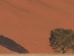 Tree casting shadow on sand dune, Sossusvlei, Namib-Naukluft, Namibia Stock Footage
