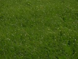 Winter Wheat (sprouts) HD1080, NTSC, PAL Stock Footage