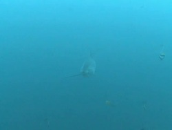 Thresher shark (Alopias vulpinus) behaviour coming into cleaning stations to be cleaned, Malapascua, Philippines Stock Footage