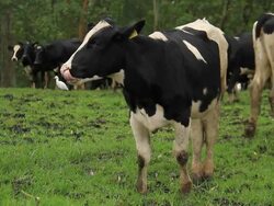 Cow Stock Footage