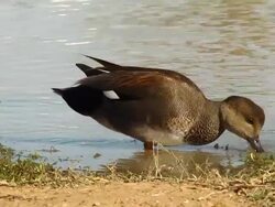 Gadwall Duck Stock Footage