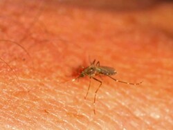 A mosquito crawls across skin. Stock Footage