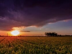 T/L WS Sunset at the wheat field / Hebei, China Stock Footage