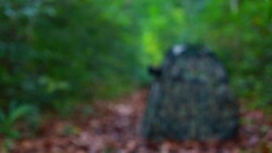 camouflage tent bird photography Stock Footage