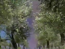OLD PEAR TREES: CLOSE/MID/FAR - MOVING IN. COLORFUL CLOUDS (loop) Stock Footage