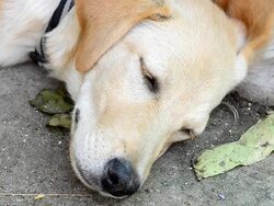 Dog sick Stock Footage