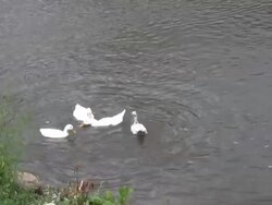 Four geese hunt for food an fly away Stock Footage