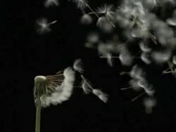 Dandelion clock seeds dispersing against black Stock Footage