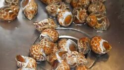 cleaning Spotted babylon with water Stock Footage