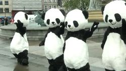 Activists do tai chi dressed as pandas to raise awareness about endangered animal News Clip