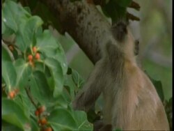 CU Hanuman Langur, Semnopithecus entellus, in tree eating fruit, Bandhavgarh National Park, India Stock Footage