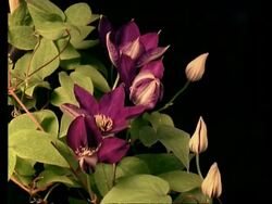 T/L MS buds opening to purple clematis flowers, then dying, black background Stock Footage