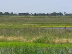 WS View of Marsh with birds / Werribee, Victoria, Australia Stock Footage