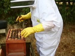 Views of a Bee Keeper in Somerset Stock Footage