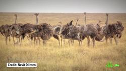3 Odd Facts About Ostriches Instructional Video