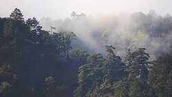 forest Stock Footage