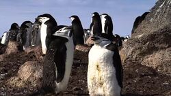 Chinstrap Penguin Stock Footage