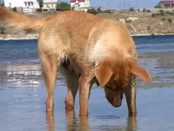 Dog in water Stock Footage
