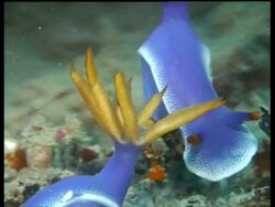 BCU orange Sea Slug crest, H. bullocki, waving in current, zooms out to Bullocki bowing head in background, Sipadan, Borneo, Malaysia Stock Footage