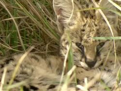 MS Serval lying and resting in tall grass / Okavango Delta, North West District, Botswana Stock Footage