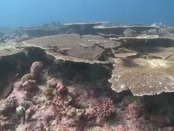 Track forward over table coral (Acropora sp.) reef, Maamigili, South Ari Atoll, The Maldives Stock Footage