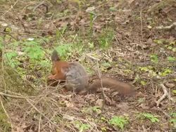 Squirrel Looking for Cones Stock Footage