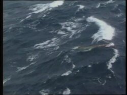 AUSTRALIA: SYDNEY TO HOBART YACHT RACE CATASTROPHE LATEST News Clip