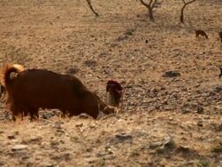 WS Woman with small goat flock / Rajasthan, India Stock Footage