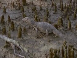 MS High angle, Water Monitor Lizard clambering across stumps of mangrove swamp, India Stock Footage