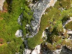  MS View of moss covering rock  /  Kastel-Staadt, Rhineland-Palatinate, Germany Stock Footage