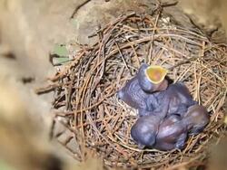 Newborn birds. Stock Footage