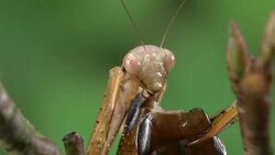 European Mantid, mantis religiosa, Adult eating a Cockroach, Normandy, Real Time Stock Footage