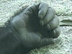 Gorilla Hand and Fingers Stock Footage